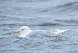 Glaucous Gull