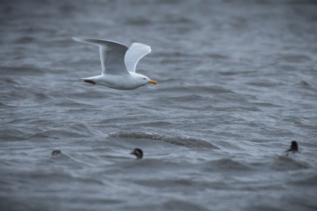 Glaucous Gull