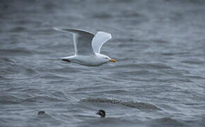 Glaucous Gull