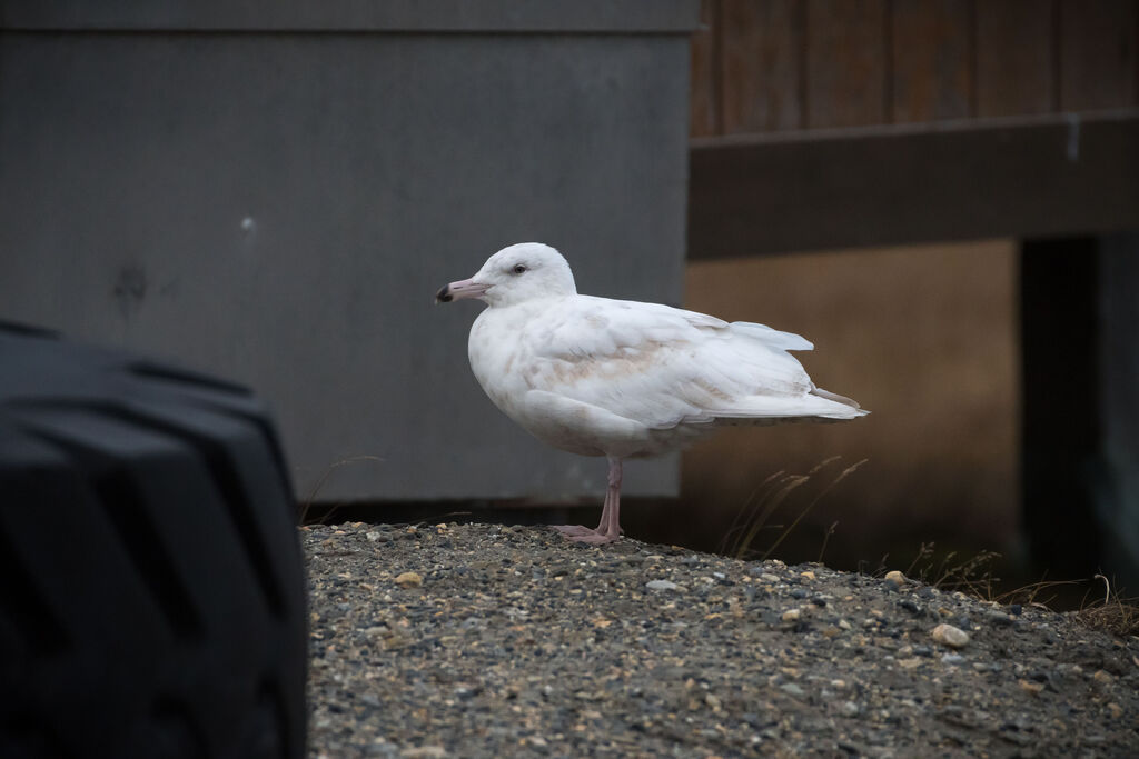 Glaucous Gull