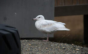 Glaucous Gull