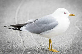 Common Gull