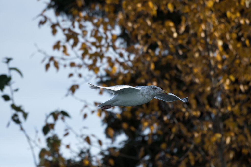 American Herring Gull