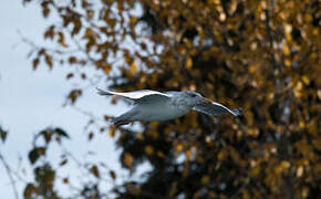 American Herring Gull