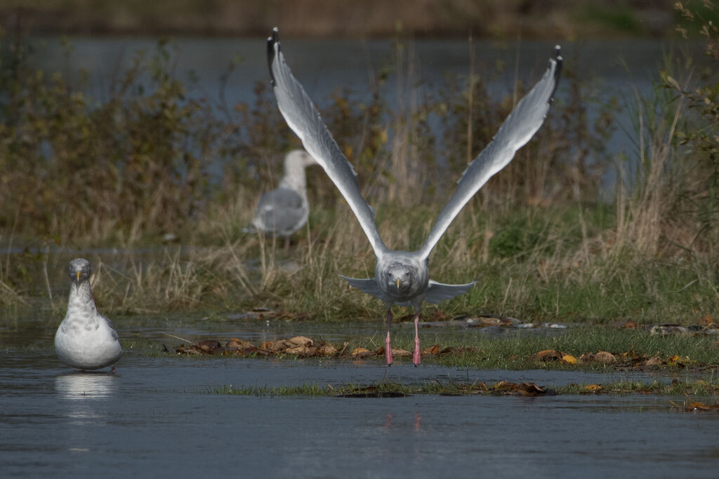 American Herring Gull