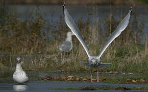 American Herring Gull