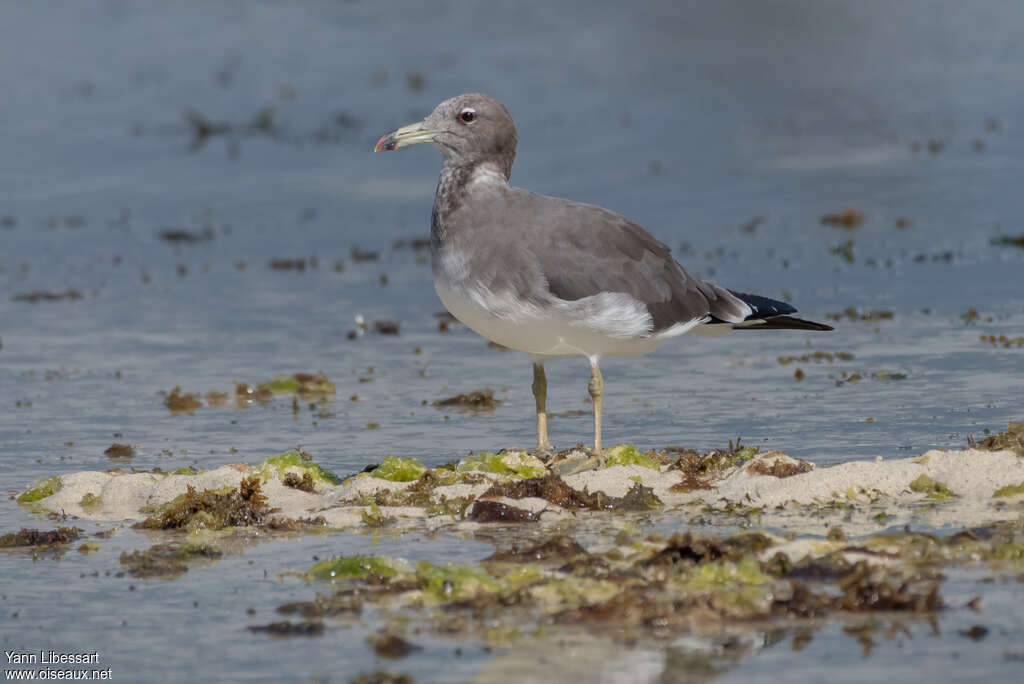 Goéland de Hemprichsubadulte, identification