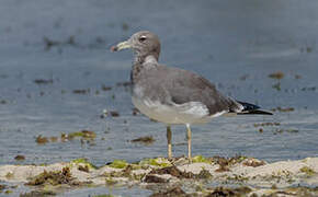 Sooty Gull