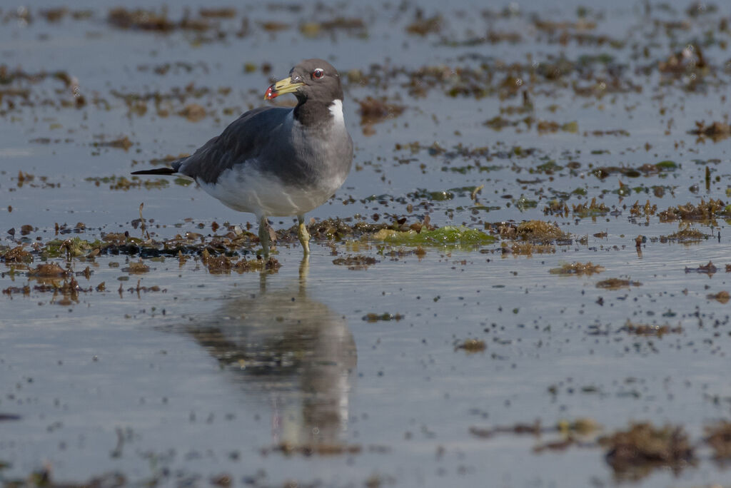 Sooty Gull