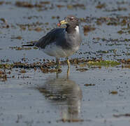 Sooty Gull