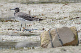 Sooty Gull