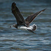 Sooty Gull