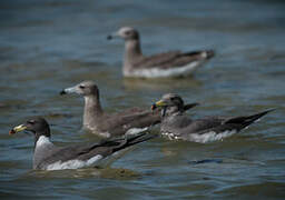 Sooty Gull