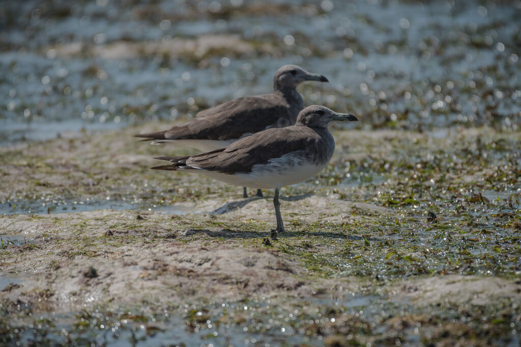 Sooty Gull