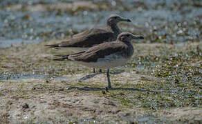 Sooty Gull