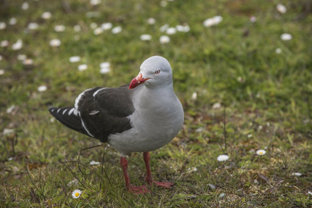 Dolphin Gull