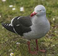 Dolphin Gull