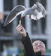 Dolphin Gull