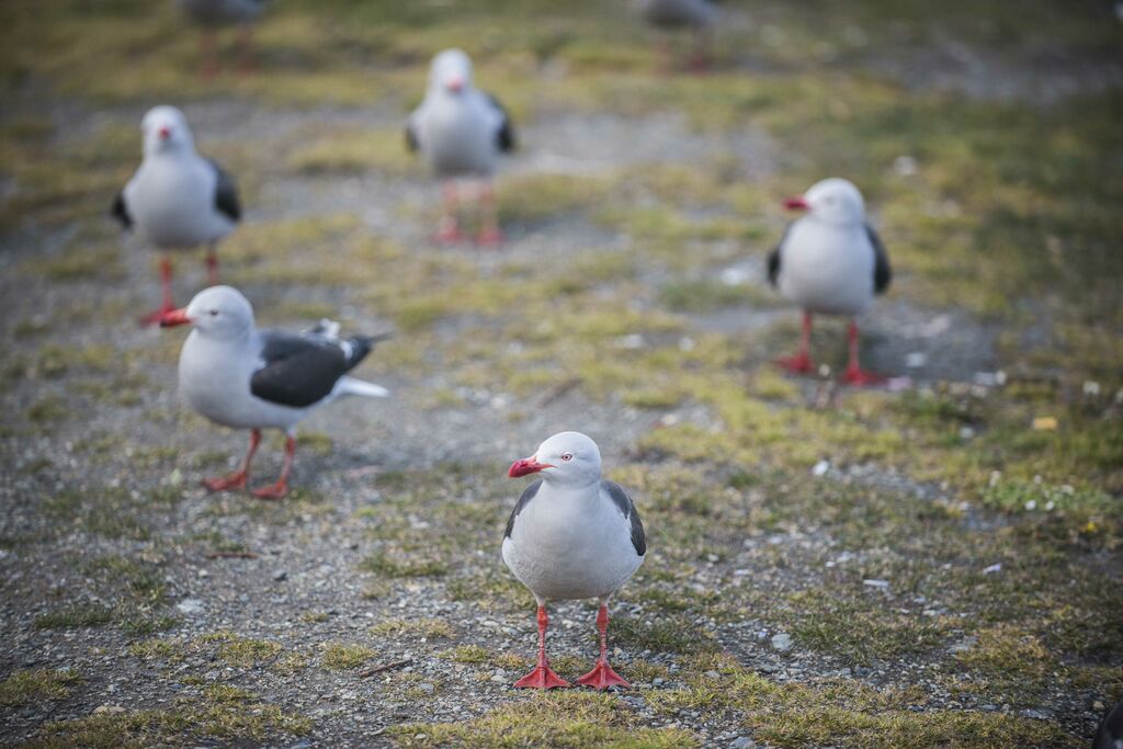 Dolphin Gull