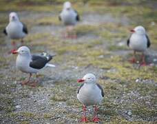 Dolphin Gull