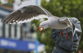 Dolphin Gull