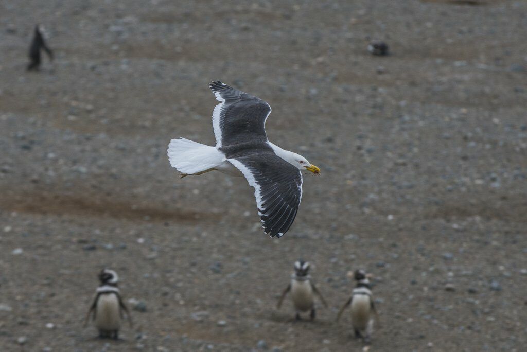 Kelp Gull