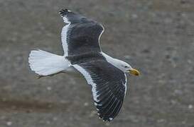 Kelp Gull