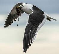 Kelp Gull