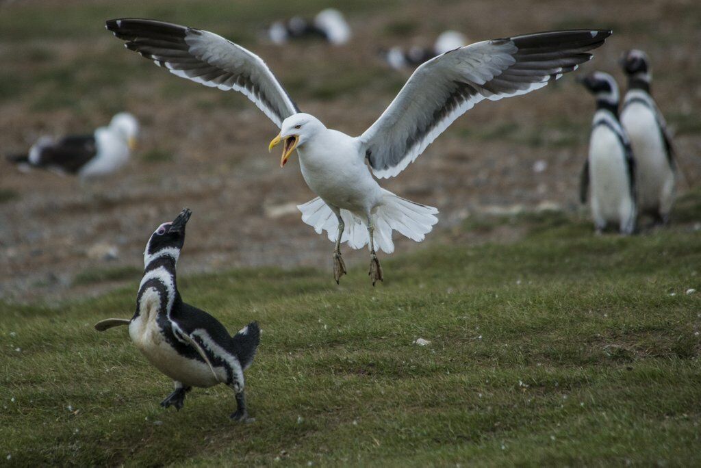 Kelp Gull