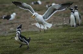 Kelp Gull