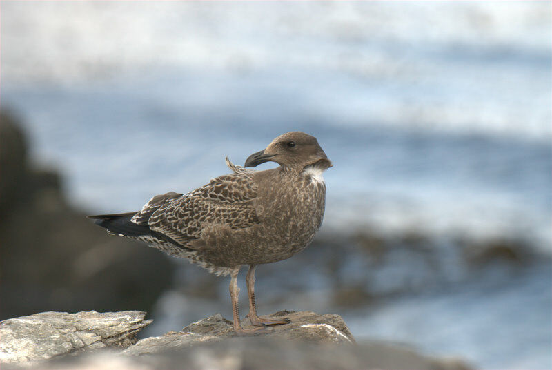 Kelp Gull