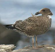 Kelp Gull