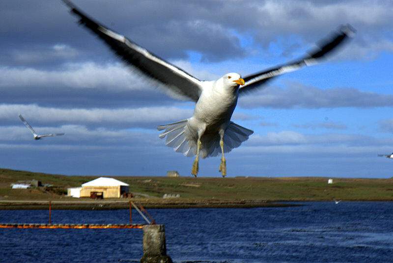 Kelp Gull