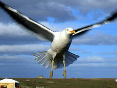 Kelp Gull