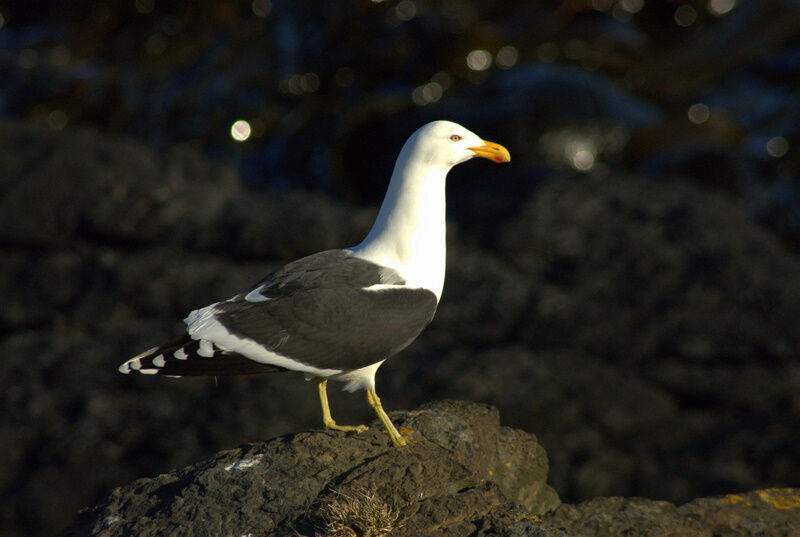 Kelp Gull