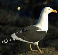 Kelp Gull