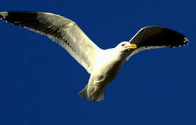 Kelp Gull