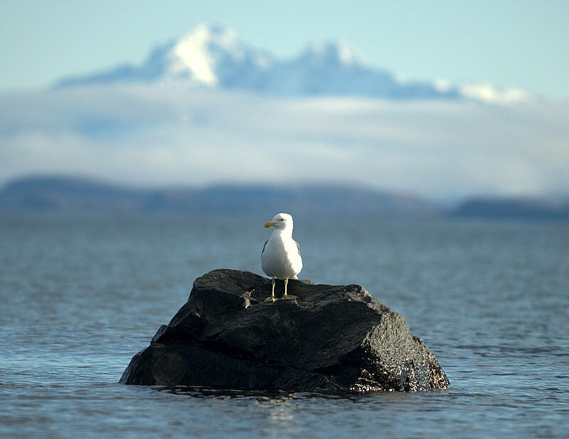 Kelp Gull