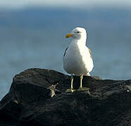 Kelp Gull