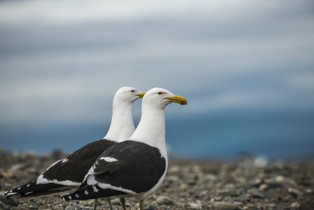 Kelp Gull