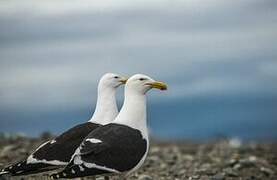 Kelp Gull