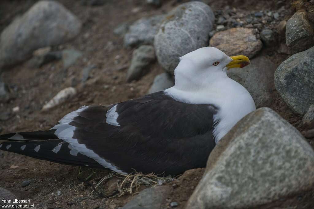 Kelp Gulladult, Reproduction-nesting