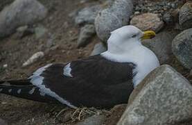 Kelp Gull