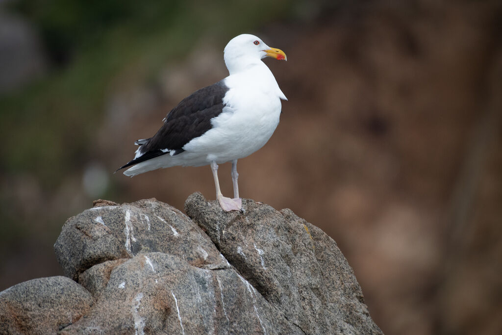 Great Black-backed Gull