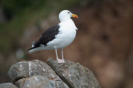 Great Black-backed Gull