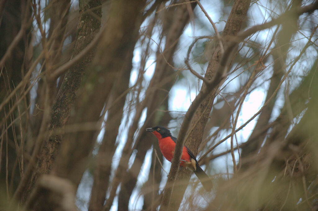 Black-headed Gonolek