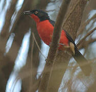 Black-headed Gonolek