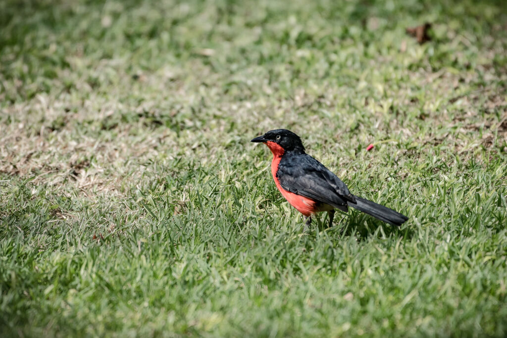 Black-headed Gonolek