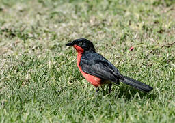 Black-headed Gonolek