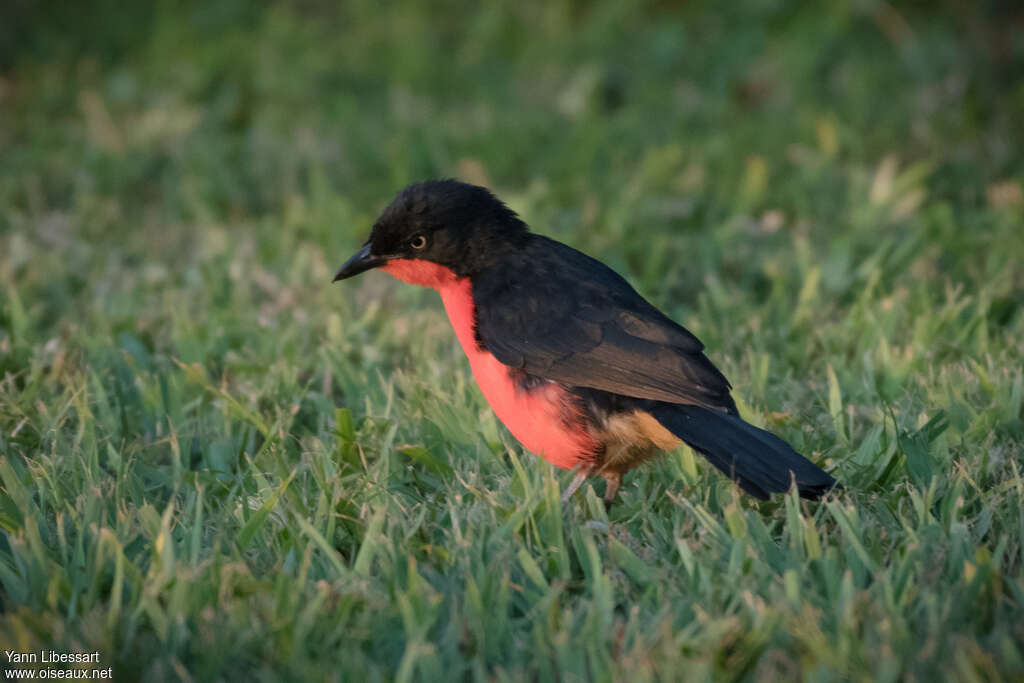 Black-headed Gonolekadult, fishing/hunting